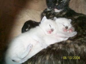 Kittens2 004